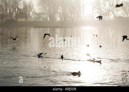 Birds on lake on winter morning as sun breaks through early morning fog