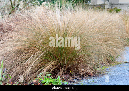 Arching stems form a semi circular mound of the red tussock grass, Chionochloa rubra Stock Photo