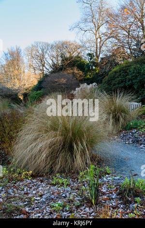 Arching stems of the red tussock grass, Chionochloa rubra, dominate a winter view at The Garden House, Buckland Monachorum, Devon, UK Stock Photo