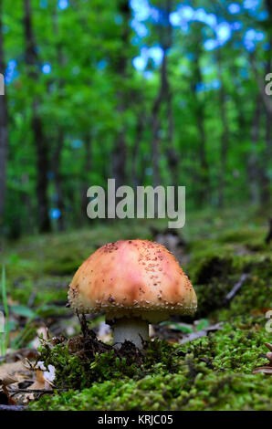 Delicious wild mushroom Amanita Rubescens – The Blusher in natural habitat