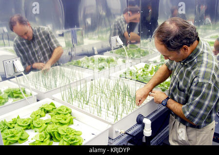 KENNEDY SPACE CENTER, FLA.  -  In a plant growth chamber in the KSC Space Life Sciences Lab,  plant physiologist Ray Wheeler checks onions being grown using hydroponic techniques.  The other plants are Bibb lettuce (left) and radishes (right).  Wheeler and other colleagues are researching plant growth under different types of light, different CO2 concentrations and temperatures.  The Lab is exploring various aspects of a bioregenerative life support system. Such research and technology development will be crucial to long-term habitation of space by humans. Hydroponic onions nasa Stock Photo