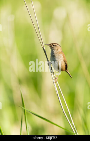 Pacific Wren perched on tall grass at Ridgefield National Wildlife Refuge, Ridgefield, Washington, USA Stock Photo