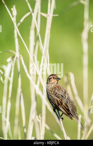 Female Red-winged Blackbird perched on cattails listening to a nearby male call, at Ridgefield National Wildlife Refuge, Ridgefield, Washington, USA Stock Photo