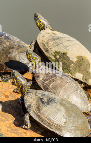 Western Painted Turtles sunning themselves in Ridgefield National Wildlife Refuge, Ridgefield, Washington, USA.  The painted turtle has a very similar Stock Photo