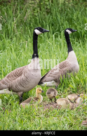 Male and female Canada Geese with their goslings at Lake Sammamish State Park, Issaquah, Washington, USA.  Young are tended by both parents, but feed  Stock Photo