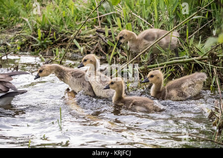 Young Canada Geese goslings rushing to keep up with their mother at Lake Sammamish State Park, Issaquah, Washington, USA.  Parents lead young from nes Stock Photo