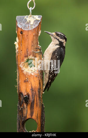Female Hairy Woodpecker eating from a log suet feeder in Issaquah, Washington, USA Stock Photo