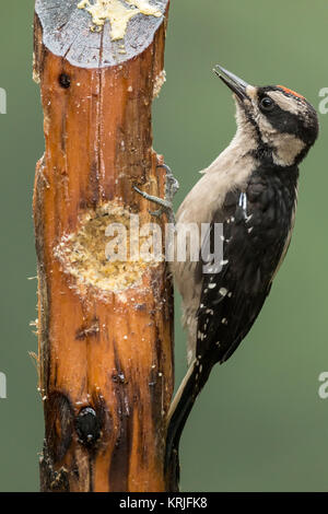 Juvenile male Hairy Woodpecker eating from a log suet feeder in Issaquah, Washington, USA Stock Photo