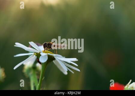 fly sitting on chamomile Stock Photo