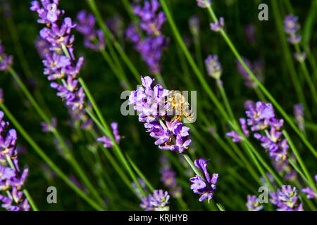 Eine Biene sitzt auf einer Lavendelblüte. Stock Photo