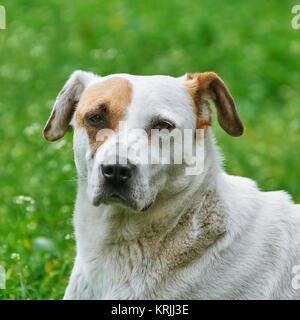 Portrait of Dog Stock Photo