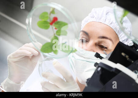 laboratory,plant analysis. Stock Photo