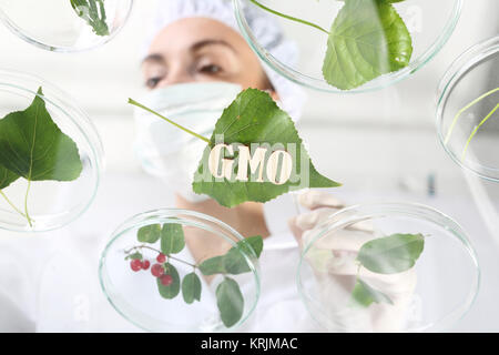 laboratory analysis of plants. Stock Photo
