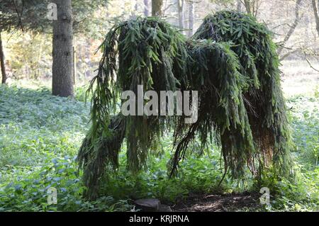 ghost spruce Stock Photo