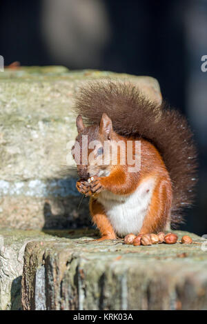 Red Squirrel on Wall Stock Photo