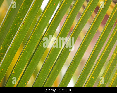 YELLOW AND GREEN COCONUT LEAF IN PATTERN Stock Photo