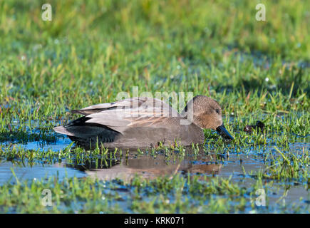 Drake Gadwall Duck (Anas Strepera) swimming in water in a flooded field in Winter in West Sussex, England, UK. Stock Photo