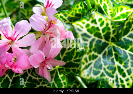 Pink Flowers in Colombia Stock Photo