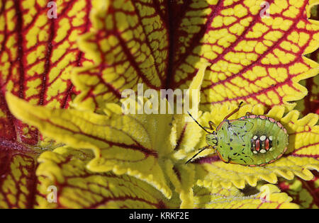 nymph of green rice bug nezara viridula on stinging nettle Stock Photo