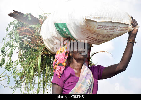 hard working woman walking on street, Jaffna SL Stock Photo