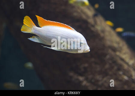 close up on maylandia hajomaylandi,malawi fish Stock Photo