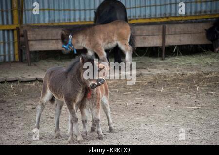 Miniature Horse in the farm Stock Photo