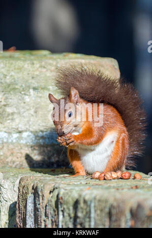 Red Squirrel Posing on Wall Stock Photo