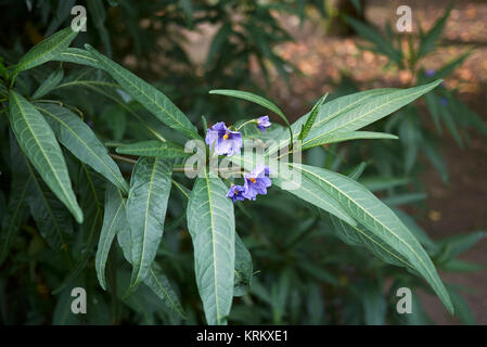 Solanum laciniatum Stock Photo