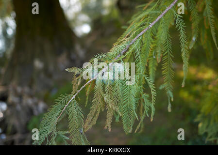 Taxodium distichum Stock Photo