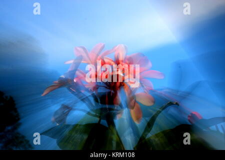 Frangipani flower in impressionistic photo Stock Photo