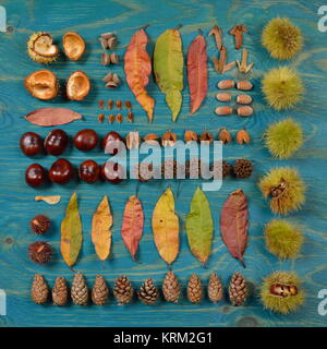 autumn flat lay with leaves, seeds and fruits in a square on cyan wood Stock Photo