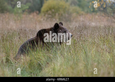 Brown Bear / Braunbaer ( Ursus arctos ), sitting in high grass of a wet meadow, swamp, bog, marshland, watching, nice autumnal colours, Europe. Stock Photo