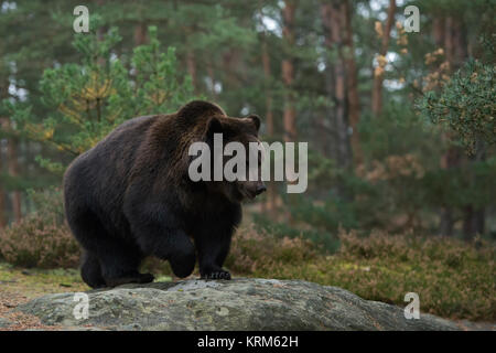 European Brown Bear / Braunbaer ( Ursus arctos ), walking over rocks along the edge of a boreal pine forest, full body, side view, Europe. Stock Photo