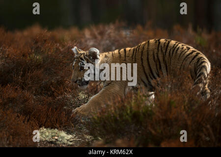 Royal Bengal Tiger / Koenigstiger ( Panthera tigris ), young cub, sneaking, walking stealthy, furtive through the undergrowth of a dark forest. Stock Photo