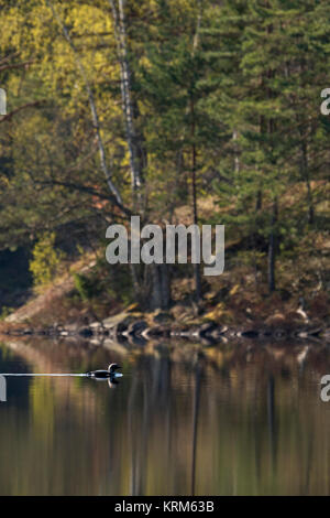Arctic Loon / Black throated Loon ( Gavia arctica ), little group, flock, swimming on calm lake, nice leaf coloration, in spring, Sweden, Scandinavia. Stock Photo
