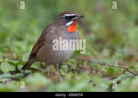 Siberian Rubythroat / Rubinkehlchen ( Luscinia calliope ), male bird, extremly rare in Western Europe, first record in Netherlands, frontal side view. Stock Photo