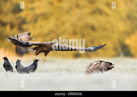 White-tailed Eagle / Sea Eagle / Eagles ( Haliaeetus albicilla ) , little group young adolescent in flight, gliding in, arriving,  together with raven Stock Photo