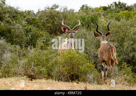 Two Greater Kudu standing and facing each other Stock Photo