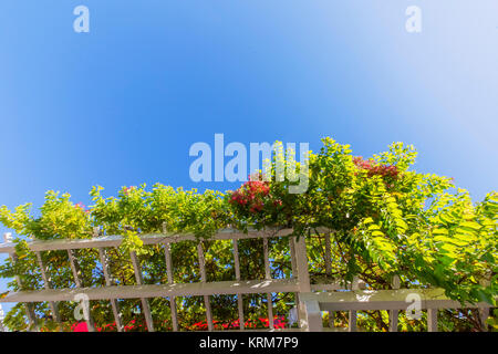 Yellow flowers on Hoi An ancient town, Vietnam Stock Photo