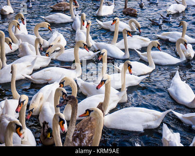 White Swans. swans on a lake. Group of swans Stock Photo