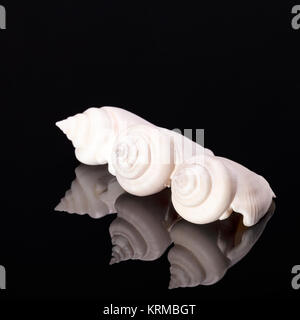 Three sea shells of marine snail isolated on black background, reflection Stock Photo