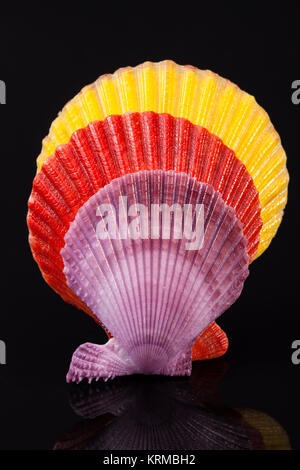 Colorful sea shells of mollusk isolated on black background Stock Photo