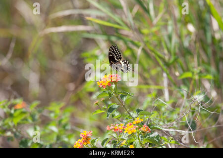 Creative photos of wildlife at the North Wildlife Santuary at Kennedy Space Center (KSC). NASA Kennedy Wildlife - Black Swallowtail Butterfly Stock Photo