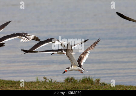 Creative photos of wildlife at the North Wildlife Santuary at Kennedy Space Center (KSC). NASA Kennedy Wildlife - Black skimmers in flight Stock Photo