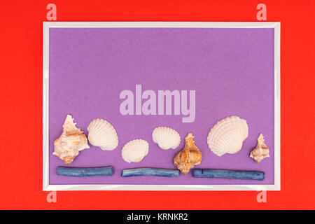 white seashells in a white frame on a colored background Stock Photo