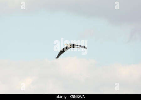 Grey Heron flying over Rietzer See (Lake Rietz), a nature reserve near the town of Brandenburg in Northeastern Germany Stock Photo