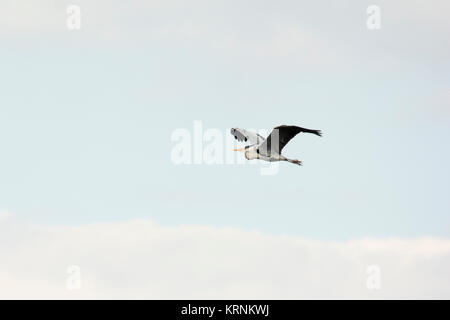 Grey Heron flying over Rietzer See (Lake Rietz), a nature reserve near the town of Brandenburg in Northeastern Germany Stock Photo