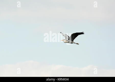 Grey Heron flying over Rietzer See (Lake Rietz), a nature reserve near the town of Brandenburg in Northeastern Germany Stock Photo