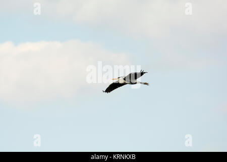 Grey Heron flying over Rietzer See (Lake Rietz), a nature reserve near the town of Brandenburg in Northeastern Germany Stock Photo