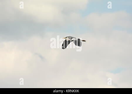 Grey Heron flying over Rietzer See (Lake Rietz), a nature reserve near the town of Brandenburg in Northeastern Germany Stock Photo